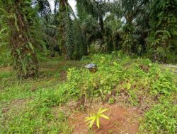 Kapolda Riau Irjen Pol Mohammad Iqbal Tolong Selamatkan Aset Negara 15 Miliyar Di Tangan Sdr Edi Melalui BPDASHL-Indragiri Rokan