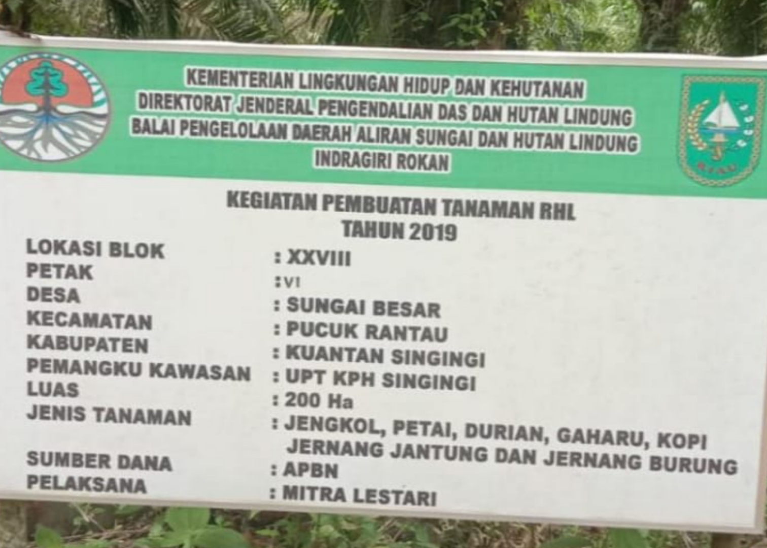 Proyek Reboisasi 15M Terbengkalai