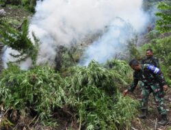 Selama 6 jam Tempuh Jalan Kaki, Danrem 023/KS Pimpin Prajurit Musnahkan 3 Hektar Ladang Ganja Di Penyabungan Sumut.