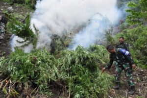 Selama 6 jam Tempuh Jalan Kaki, Danrem 023/KS Pimpin Prajurit Musnahkan 3 Hektar Ladang Ganja Di Penyabungan Sumut.