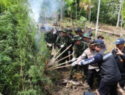 BNN-RI Musnahkan Ladang Ganja di Dua Titik Total Luas 4 Hektar.