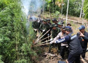 BNN-RI Musnahkan Ladang Ganja di Dua Titik Total Luas 4 Hektar.