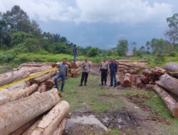 Polres Kampar Komitmen Berantas Ilegal Logging , Amankan 215 Tual Kayu Tak Bertuan serta mobil truk yang bermuatan kayu illog.