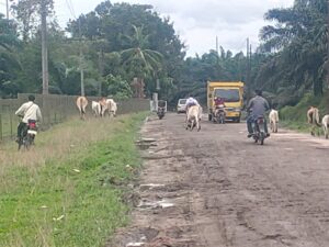 PTPN 4 Kebun Unit Group III Dolok Ilir Terkesan Kewalahan Menghalau Kawanan Lembu