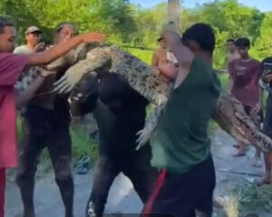 Gigit Nelayan Kepiting Batubara, Warga Bunuh Buaya Muara