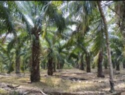 KLHK : Tidak Ada Pemutihan Sawit Dikawasan Hutan