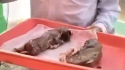 2 Janin Diperut Sapi Jantan
