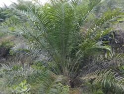BBKSDA Propinsi Riau Tidak Bernyali Mengawasi Hutan Suaka Margasatwa di Kampar