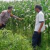 Bangkitkan Semangat Petani, Bhabinkamtibmas Tarik Turun ke Sawah Bersama Petani Jagung Dukung Ketahanan Pangan
