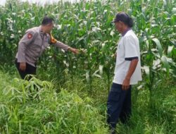Bangkitkan Semangat Petani, Bhabinkamtibmas Tarik Turun ke Sawah Bersama Petani Jagung Dukung Ketahanan Pangan