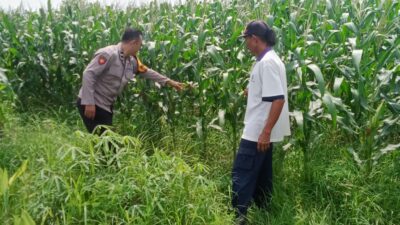 Bangkitkan Semangat Petani, Bhabinkamtibmas Tarik Turun ke Sawah Bersama Petani Jagung Dukung Ketahanan Pangan