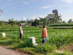 Sambangi Ladang Jagung, Bhabinkamtibmas Desa Prasung Ajak Petani Wujudkan Swasembada Pangan