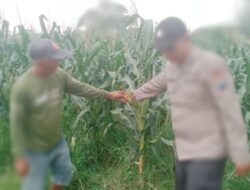 Bhabinkamtibmas Polsek Tarik Polresta Sidoarjo Tinjau Pertembuhan Tanaman Jagung di Wilayah Binaan