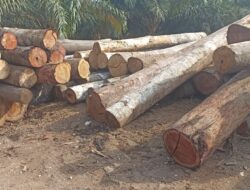 Lapor Pak Kapolda Riau : Tindak Pelaku Ilegaloging di Kuantan Mudik Serta Penadah Pemilik Somel