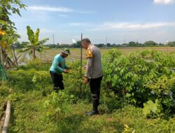 Panen Cabai Bersama Petani, Bhabinkamtibmas Aipda Adi, Wujudkan Ketahanan Nasional di Desa Sidokepung