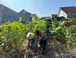 Dukung Ketahanan Pangan Aiptu Nur Samsi Sambangi Petani Tanaman Pepaya