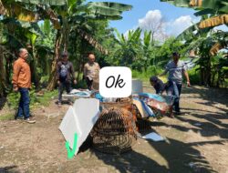 Dapatkan Laporan Masyarakat, Polsek Sedati Datangi Tempat Perjudian Sabung Ayam
