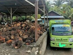 Diduga Program Pembuatan Izin Ram Sawit Mati Suri dan Berjalan di Tempat, Jon Pite Malah Pinda Tugas Ke Disnaker.