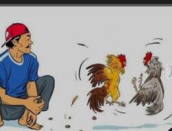 Judi Sabung Ayam di Plosoklaten Kembali Aktivitas, Diduga kuat Oknum APH Jadi Beking