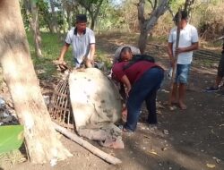 Gerak Cepat Polres Gresik Respon Aduan Warga, Arena Sabung Ayam di Menganti Digerebek, Amankan Barang Bukti