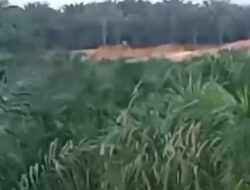 Dua kecamatan di wilkum polres Kuansing buta hukum bebas peti.