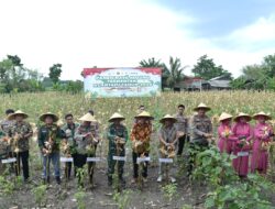 Dukung Swasembada Pangan 2026, Polres Gresik Panen Jagung Serentak Bersama Mabes Polri