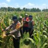 Polresta Sidoarjo Dorong Swasembada Pangan, Lahan Jagung di Balongbendo Siap Panen