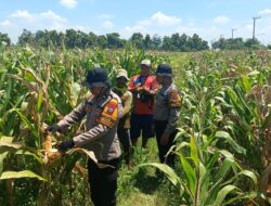 Polresta Sidoarjo Dorong Swasembada Pangan, Lahan Jagung di Balongbendo Siap Panen