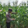 Dukung Asta Cita Presiden, Polsek Singingi Cek Program Pekarangan Bergizi di Desa Pulau Padang