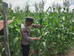 Dukung Asta Cita Presiden, Polsek Singingi Cek Program Pekarangan Bergizi di Desa Pulau Padang