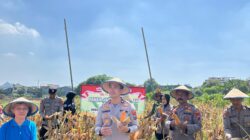 Polsek Taman Panen Jagung Serentak di Lahan Lingkar Mas Sepanjang, Dukung Ketahanan Pangan Nasional