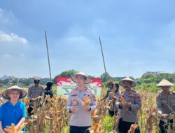 Polsek Taman Panen Jagung Serentak di Lahan Lingkar Mas Sepanjang, Dukung Ketahanan Pangan Nasional
