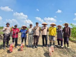 Perluasan Lahan Tumpang Sari Jagung Pipil di PT Adimulia Agrolestari Capai 16 Hektar, Dukung Program Asta Cita Presiden