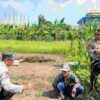 Polisi Cinta Petani Polsek Sedati Dukung Swasembada Pangan Nasional 