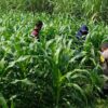 Polisi dan Petani Tingkatkan Program Swasembada Jagung, Pantau Lahan Jagung Desa Kedungsukodani