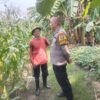 Polisi Cinta Petani, Bhabinkamtibmas Polsek Buduran Kawal Ketahanan Pangan Demi Wujudkan Swasembada Pangan Nasional