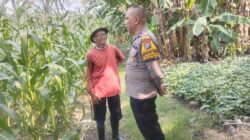 Polisi Cinta Petani, Bhabinkamtibmas Polsek Buduran Kawal Ketahanan Pangan Demi Wujudkan Swasembada Pangan Nasional