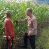Polisi Cinta Petani, Kanit Binmas Polsek Buduran Perkuat Ketahanan Pangan Bersama Warga Sukorejo