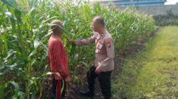 Polisi Cinta Petani, Kanit Binmas Polsek Buduran Perkuat Ketahanan Pangan Bersama Warga Sukorejo