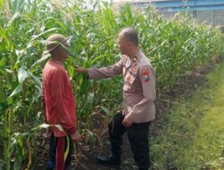 Polisi Cinta Petani, Kanit Binmas Polsek Buduran Perkuat Ketahanan Pangan Bersama Warga Sukorejo