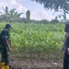 Bhabinkamtibmas dan Babinsa Lakukan Pengecekan Tanaman Jagung di Desa Langsat Hulu, Dukung Swasembada Pangan 2026