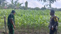 Bhabinkamtibmas dan Babinsa Lakukan Pengecekan Tanaman Jagung di Desa Langsat Hulu, Dukung Swasembada Pangan 2026