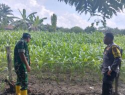 Bhabinkamtibmas dan Babinsa Lakukan Pengecekan Tanaman Jagung di Desa Langsat Hulu, Dukung Swasembada Pangan 2026