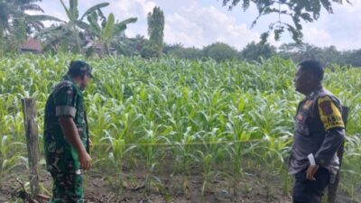 Bhabinkamtibmas dan Babinsa Lakukan Pengecekan Tanaman Jagung di Desa Langsat Hulu, Dukung Swasembada Pangan 2026
