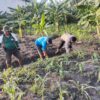 Polisi dan Petani Menanam Harapan, Ketahanan Pangan Dimulai dari Desa Sukorejo