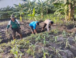 Polisi dan Petani Menanam Harapan, Ketahanan Pangan Dimulai dari Desa Sukorejo