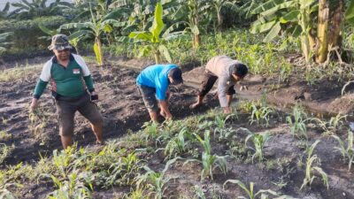 Polisi dan Petani Menanam Harapan, Ketahanan Pangan Dimulai dari Desa Sukorejo
