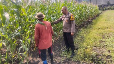Menjaga Harapan dari Ladang, Bhabinkamtibmas Buduran Perkuat Sinergi dengan Petani Dukung Swasembada Pangan